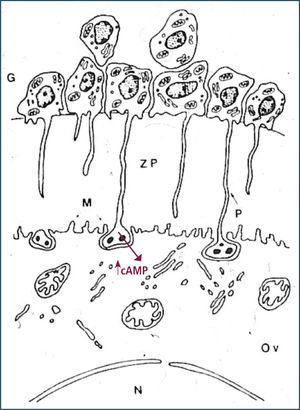 Diagrama de la ultraestructura del complejo corona-ovocito, destacándose las interacciones entre las células de la corona y el ovocito.