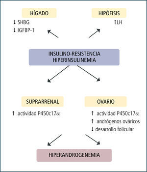 Efectos de la hiperinsulinemia en el sop