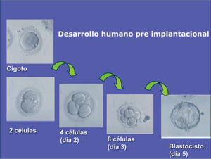 Desarrollo humano pre implantacional