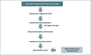 Resumen De La Hipótesis De Guyton Para Explicar El Desarrollo De Hipertensión Arterial Sal Sensible.