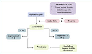 Algunos De Los Componentes Del Sistema Renina-Angiotensina-Aldosterona (RAA)