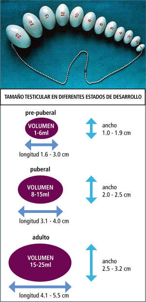 Orquidómetro de prader