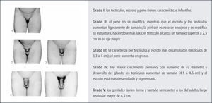 Secuencia de las etapas del desarrollo de los caracteres sexuales de los genitales en sexo masculino