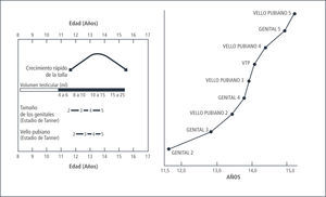 Secuencia de los eventos puberales en el sexo masculino
