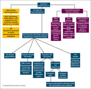 Estudio de la amenorrea