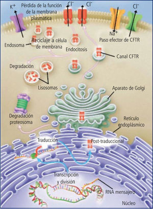 Tránsito de la proteína cftr desde el retículo endoplásmico hasta la membrana celular