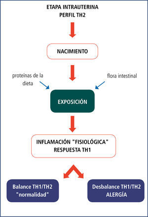 Desarrollo del sistema inmunológico digestivo al nacer que, si alcanza el equilibrio entre las respuestas th1 y th2, evitará la aparición de alergia