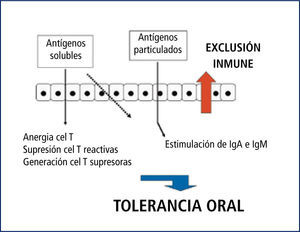 Representación esquemática del manejo de antígenos en la mucosa intestinal donde se desarrolla el fenómeno de tolerancia oral