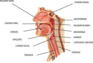 Anatomía de la vía aérea superior. Adaptado de Walls, Ron M.; Murphy, Michael F. Manual of Emergency Airway Management, 3a Edición.