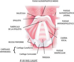 Anatomía de la Faringe. Adaptado de Walls, Ron M.; Murphy, Michael F. Manual of Emergency Airway Management, 3a Edición.