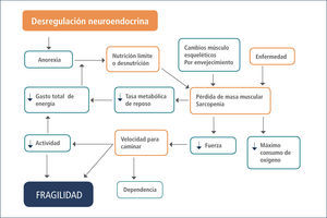 Ciclo De Fragilidad