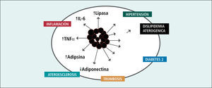 Adiposito. expresión de hormonas y citokinas en condición de estrés metabólico