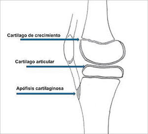 Distribución de tejido cartilaginoso en la rodilla de un niño (Modificado de O