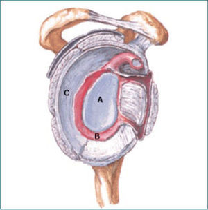 Visión frontal de la cavidad glenoidea. Se pueden observar desde el centro a la periferia, la cavidad glenoidea (A), el labrum (B) y la cápsula articular con los ligamentos glenohumerales (C) y la relación con el manguito rotador y las estructuras óseas que lo rodean.