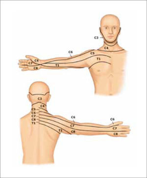 Dermatomas Cervicales.