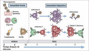 Sistema inmune innato y adaptativo Traducido de: Elsevier. Abbas et al: cellular and Molecular Inmunology 6e - www.studentconsult.com