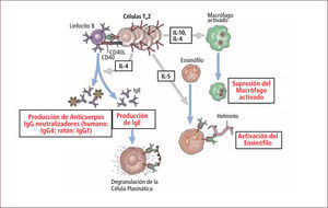Respuesta inmune celular mediada por linfocitos TH2 Traducido de: Elsevier. Abbas et al: cellular and Molecular Inmunology 6e - www.studentconsult.com