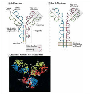 Estructura de las inmunoglobulinas Traducido de: Elsevier. Abbas et al: cellular and Molecular Inmunology 6e - www.studentconsult.com