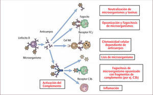 Funciones de los anticuerpos Traducido de: Elsevier. Abbas et al: cellular and Molecular Inmunology 6e - www.studentconsult.com