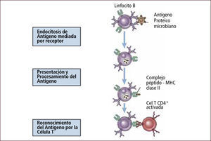 Reconocimiento y presentación de antígeno por linfocito B Traducido: Elsevier. Abbas et al: cellular and Molecular Inmunology 6e - www.studentconsult.com