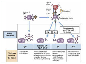 Respuesta inmune humoral Traducido de: Elsevier. Abbas et al: cellular and Molecular Inmunology 6e - www.studentconsult.com