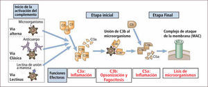Vías de activación del complemento Traducido de: Elsevier. Abbas et al: cellular and Molecular Inmunology 6e - www.studentconsult.com