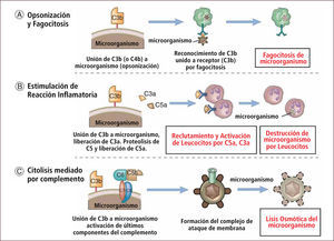 Funciones del complemento Traducido de: Elsevier. Abbas et al: cellular and Molecular Inmunology 6e - www.studentconsult.com