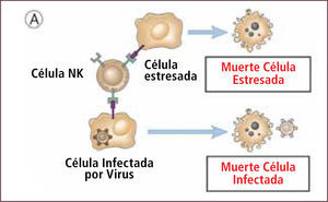 Control inicial de infección viral por células natural killer (NK) Traducido de: Elsevier. Abbas et al: cellular and Molecular Inmunology 6e -www.studentconsult.com