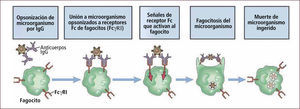 Opsonización y fagocitosis Traducido de: Elsevier. Abbas et al: cellular and Molecular Inmunology 6e - www.studentconsult.com