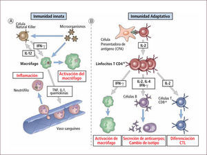 Rol de citoquinas en inmunidad innata y adquirida Traducido de: Elsevier. Abbas et al: cellular and Molecular Inmunology 6e - www.studentconsult.com