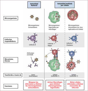 Inmunidad adquirida humoral y celular Traducido de: Elsevier. Abbas et al: cellular and Molecular Inmunology 6e - www.studentconsult.com