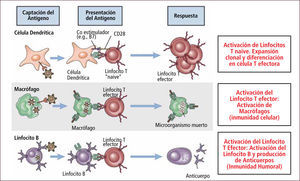 Respuesta Inmune Celular Traducido de: Elsevier. Abbas et al: cellular and Molecular Inmunology 6e - www.studentconsult.com
