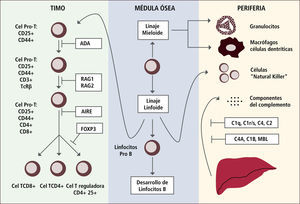 Ejemplos de defectos génicos en el desarrollo de linfocitos t o del sistema del complemento que llevan al desarrollo de autoinmunidad Traducido de: Tomado de de Arason Gjet al. Primary Immunodeficiency and Autoimmunity: Lessons from Human Disease. Scandinavian Journal of Immunology 2010, 71:317-328.