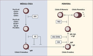 Ejemplos de defectos génicos en el desarrollo de linfocitis b que llevan a autoinmunidad Traducido de: Arason Gjet al. Primary Immunodeficiency and Autoimmunity: Lessons from Human Disease. Scandinavian Journal of Immunology 2010, 71:317-328. NS: Selección negativa BTK: Tirosin kinasa de Bruton CSR: Switch de clases AID: defecto en activación inducida por deaminasa citidina CD40L: ligando CD40 TACI: activador de transmembrana Defectos en selección negativa llevan al desarrollo de ALPS.