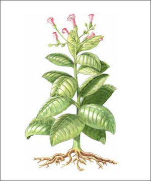 Planta del tabaco (Nicotiana tabacum)