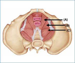 Músculos del piso pélvico El diafragma pélvico formado por los haces puborrectal y pubococcígeo (A), en el primero sus fibras se cruzan por detrás del recto y el segundo continúan hacia el cóccix. El haz iliococcígeo (B) que en conjunto con los anteriores forman el músculo elevador del ano. El músculo coccígeo (C) que en conjunto con el músculo elevador del ano, forma el diafragma pélvico. Modificado de http://www.flashcardmachine.com/upper-body-muscles.html
