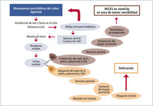 Mecanismos de la defecación