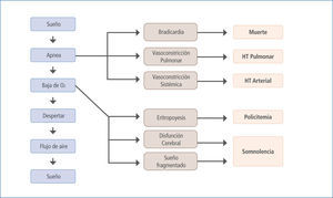 Fisiopatología del SAOS Modificado de (9).