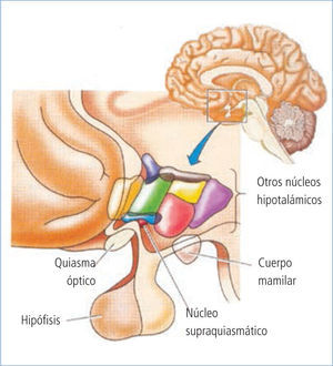 Estructuras involucradas en la regulación del ciclo sueño/vigilia (Toma-do de Pinel, 2001).