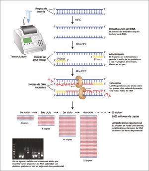 Reacción en cadena de la polimerasa o PCR Esquema del proceso cíclico de amplificación de un fragmento de DNA específico, por acción de la DNA polimerasa. Al subirse la temperatura de la reacción se logra separar las 2 hebras del DNA. Bajando la temperatura se logra la unión específica al DNA blanco de unos pequeños fragmentos de DNA, llamados partidores o primers, diseñados in vitro para ser compatibles con regiones conocidas del gen que se desea estudiar. Esta unión permite el posicionamiento correcto de la polimerasa, la que comienza a replicar la hebra molde usando nucleótidos libres agregados a la mezcla de reacción. Al cabo de 30 ciclos se habrá logrado la generación de más de 2 mil millones de copias del fragmento original, permitiendo tener una gran cantidad de DNA de interés replicado para la realización de diversos estudios, como la secuenciación en busca de mutaciones. Esquema adaptado de New England Biolabs.