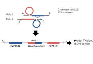 Gen quimérico CYP11B1/CYP11B2. La recombinación desigual entre el gen encargado de la síntesis de aldosterona (CY11B2) y cortisol (CYP11B1) genera un gen quimérico en cromosoma 8, con secuencias reguladoras pertene-cientes a CYP11B1 y secuencias codificantes de CYP11B2. La localización del gen quimérico en la zona fasciculata en la corteza de la glándula suprarrenal, permite una elevada síntesis de aldosterona dado que se encuentra regulado por ACTH y no por angiotensina II.