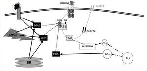 Eventos celulares que interfieren en la señalización insulínica La insulina (triángulo) se une a su receptor de membrana, gatillando la fosforilación del mismo receptor y proteínas post-receptor (ej. sustrato del receptor de insulina 1 [IRS1], Akt, etc.). Esto determina la migración del transportador de glucosa 4 (GLUT4) a la membrana, lo que facilita la captación de glucosa. En un proceso inflamatorio, los mediadores inflamatorios se unen a su receptor de membrana activando (línea negra continua) a proteínas quinasas (ej. IKK y JNK). Estas proteínas inhiben a IRS1 (líneas punteadas) reduciendo la señalización insulínica. Asimismo, las especies reactivas del oxígeno (EROs) y el estrés del retículo endoplásmico (ER) estimulan a IKK y JNK. Lípidos específicos también interfieren en la señalización insulínica al activar la proteína kinasa C (por diglicéridos), la cual inhibe a IRS1, o reducir la actividad de Akt (por ceramidas).