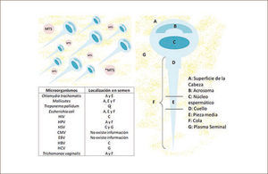 Diferentes sitios de adhesión de microorganismos a espermatozoides o su presencia en líquido seminal. técnica de vitrificación