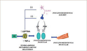 Insulino resistencia y eje hipotálamo-hipófisis-testículo Mecanismos que pueden explicar la relación entre insulino resistencia (IR) e hipogonadismo y que muestran el mecanismo bidireccional. La IR puede manifestarse en el eje hipotálamo-hipófisis-testículo (HHT), disminuyendo la respuesta testicular a LH y la secreción de testosterona (T). La disminución de T favorece la IR muscular y los depósitos de grasa visceral. La grasa visceral secreta en exceso adipokinas como leptina y TNF-α que influyen negativamente sobre el eje HHT determinando disminución de secreción de T.