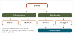 Componentes de dolor neuropático Adaptado de Baumgärtner y col. Pain 2002 (38), Treede, RD: Handbook of Neurology 2006 (39).