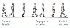 Ciclo de la marcha
