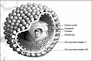 Esquema De La Estructura Del Citomegalovirus