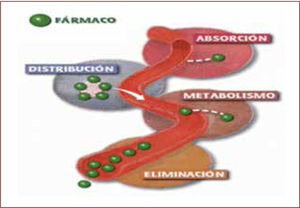 Farmacocinética de los antibióticos