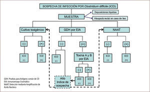 Algoritmo diagnóstico para la infección por Clostridium difficile