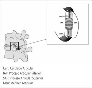 Anatomía articulación face taria